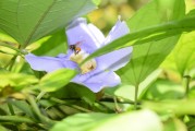 夢到養(yǎng)烏龜，寓意與感悟，夢到養(yǎng)烏龜，寓意與心靈感悟