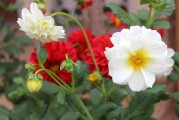 夢(mèng)中的紅豆，一段心靈的旅程，夢(mèng)中的紅豆，心靈之旅程的象征