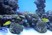 夢游深海之境——記一場巨大魚兒的夢境，夢游深海之境，巨大魚兒的夢境之旅