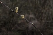 放飛夢(mèng)想——我的風(fēng)箏之夢(mèng)，放飛夢(mèng)想，我的風(fēng)箏之夢(mèng)