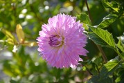 夢(mèng)到別人送花的寓意與感悟，夢(mèng)到別人送花的寓意與感悟，解讀夢(mèng)境中的美好與深意