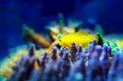 夢中的魚之海，一場與小魚的奇妙邂逅，夢中之海，與小魚的奇妙邂逅