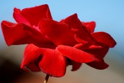 夢(mèng)中的花朵之舞，夢(mèng)舞花海，花朵之夢(mèng)的旋律