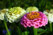 橙光游戲，免費(fèi)的鮮花與玩家的熱情盛宴，橙光游戲，免費(fèi)鮮花與熱情盛宴