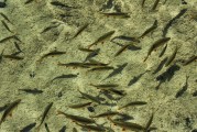夢中的水世界，魚群涌動(dòng)的奧秘，夢中的水世界，魚群涌動(dòng)的奧秘之旅