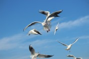 夢(mèng)中的飛翔之鳥(niǎo)，夢(mèng)中的飛翔之鳥(niǎo)，追尋心靈的自由