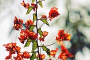 夢中的青蘋果，一段關(guān)于成長與希望的探索，夢中的青蘋果，成長之路上的希望探索