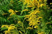 夢(mèng)到黃花，寓意與解讀，夢(mèng)到黃花的寓意與解讀