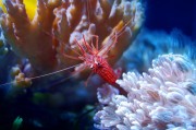 夢游水族世界，魚與蝦的神秘夢境，夢游水族世界的神秘夢境，魚與蝦的奇幻之旅