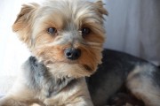 如何輕松注冊CKU，開啟你的犬類生涯，輕松開啟犬類生涯，CKU注冊指南