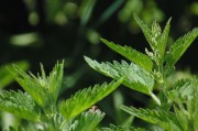 繽紛盆栽會員注冊攻略，輕松開啟綠色生活之旅，解鎖綠色生活，繽紛盆栽會員注冊全攻略