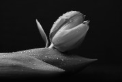 夢(mèng)中的白色老鼠，神秘之夢(mèng)的解讀