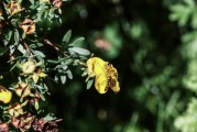 夢(mèng)到花園，心靈的綠洲與生命的交響，夢(mèng)中的花園，心靈的綠洲與生命的交響