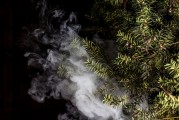 蒸汽朋克風格的植物大戰(zhàn)僵尸，植物刺客，一款無需付費的游戲，蒸汽朋克植物戰(zhàn)爭僵尸，免費游戲帶你體驗末日生存