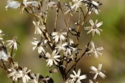 槐花之夢(mèng)，一場(chǎng)絢爛的幻境，槐花之夢(mèng)，絢爛幻境的追尋