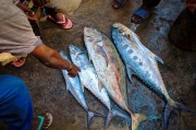 夢中尋魚，一次奇妙的捕魚經(jīng)歷，夢中尋魚，一次奇妙的捕魚之旅