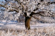 夢(mèng)中的雪舞，一場飄灑的冬日之夢(mèng)，夢(mèng)中的雪舞，飄灑的冬日之夢(mèng)