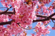 春天的櫻花季，Sakura櫻花免費(fèi)游戲的探索之旅，櫻花之謎，一場春季的櫻花探索之旅