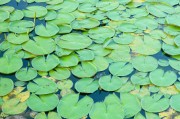 夢(mèng)到蘆薈的寓意與解讀，夢(mèng)到蘆薈的寓意與象征解讀