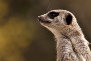 劍齒虎，一款無需付費(fèi)的動物戰(zhàn)斗冒險游戲，劍齒虎，無限制免費(fèi)動物戰(zhàn)斗冒險游戲