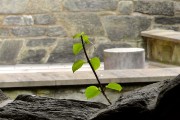 夢(mèng)到綠草，生命的希望與心靈的慰藉，夢(mèng)境綠草，生命的希望與心靈的慰藉