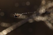夢到頭皮屑，一次關(guān)于自我認(rèn)知的探索