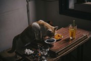 夢(mèng)中奇遇，我生下了一只貓