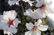 夢(mèng)到開(kāi)紅花的寓意與啟示，夢(mèng)到開(kāi)紅花的寓意與深層啟示