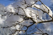 夢(mèng)中大雪紛飛，厚雪之下的世界，夢(mèng)中大雪紛飛，厚雪之下的世界探索