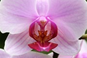 探索蘭花的世界，一款包含蘭花種類的免費(fèi)游戲下載，蘭花世界，探索和解鎖蘭花的高清游戲下載
