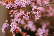 夢中的開花樹，生命的啟示與美好，夢中的開花樹，生命的啟示與美好