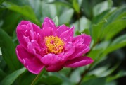 花啦花啦注冊(cè)難題解析，常見(jiàn)問(wèn)題及解決方案，花啦花啦注冊(cè)攻略，常見(jiàn)問(wèn)題解答與解決方案
