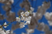 夢(mèng)到花開(kāi)，生命的綻放與希望的啟示，夢(mèng)到花開(kāi)，生命的綻放與希望的啟示
