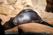 大魚吃小魚免費版游戲帶你暢游捕魚海洋，大魚吃小魚，免費捕魚海洋體驗