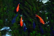 夢(mèng)中的水與魚(yú)，心靈的寓言，夢(mèng)中的水與魚(yú)，心靈的寓言