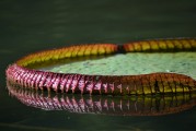 免費(fèi)植物大戰(zhàn)僵尸游戲——讓你享受無(wú)盡的種植與保衛(wèi)的樂(lè)趣，全球最經(jīng)典的免費(fèi)植物防御策略游戲，植物大戰(zhàn)僵尸