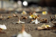 夢中尋覓，地上繁多的頭發(fā)，夢中尋覓，發(fā)絲繁多的秘密