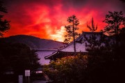 夢中的杏子，一場甜蜜的夢境之旅，夢中的杏子，一場甜蜜的夢境之旅
