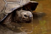 夢中釣魚奇遇，釣到神秘烏龜?shù)钠婊弥?，夢中釣魚奇遇，釣到神秘烏龜?shù)钠婊弥? title=