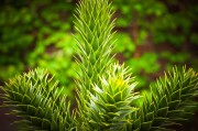 虛擬世界中的植物游戲免費體驗——探討其價值與影響，虛擬世界，植物游戲的娛樂價值及其對社會的影響