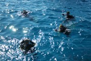 夢(mèng)到摸魚的奇幻之旅，奇幻之旅，夢(mèng)中的摸魚之旅
