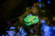 夢(mèng)到小孩睡覺(jué)，心靈的寧?kù)o與成長(zhǎng)的啟示，夢(mèng)境中的小孩安睡，心靈的寧?kù)o與成長(zhǎng)的啟示