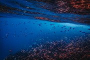 夢中尋魚——水中的奧秘，夢中尋魚，水中的奧秘之旅