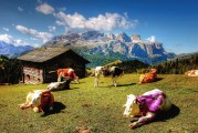 夢(mèng)中采花，一場(chǎng)絢爛的幻境之旅，夢(mèng)中采花，絢爛幻境之旅