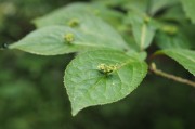 立秋節(jié)氣已過(guò)，國(guó)內(nèi)大豆需求能否提升？