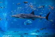 夢中魚海，寓意何在？，夢中魚海，寓意之謎