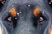 夢中雙犬之謎，夢中雙犬之謎