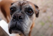 如何查詢注冊犬舍，CKU注冊犬舍查詢?nèi)ヂ?，CKU注冊犬舍查詢指南，全面攻略解析