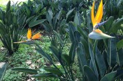 孕婦夢(mèng)到菠蘿蜜，寓意與解讀，孕婦夢(mèng)到菠蘿蜜的寓意與解讀