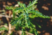 夢中的異樣生物——蝎子與蜈蚣的神秘啟示，夢中的異樣啟示，蝎子與蜈蚣的神秘符號